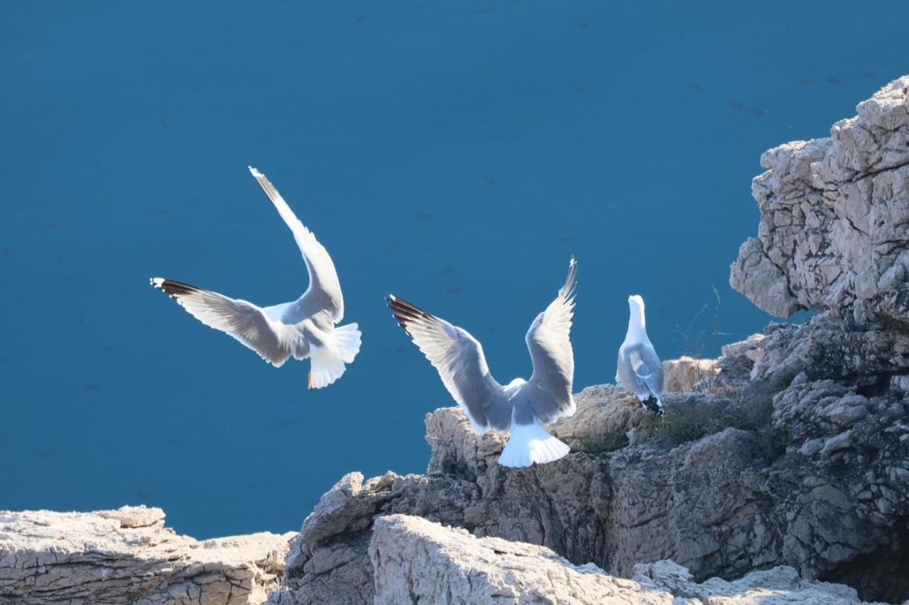 Vila Verbana Apartments Vrbnik Zewnętrze zdjęcie